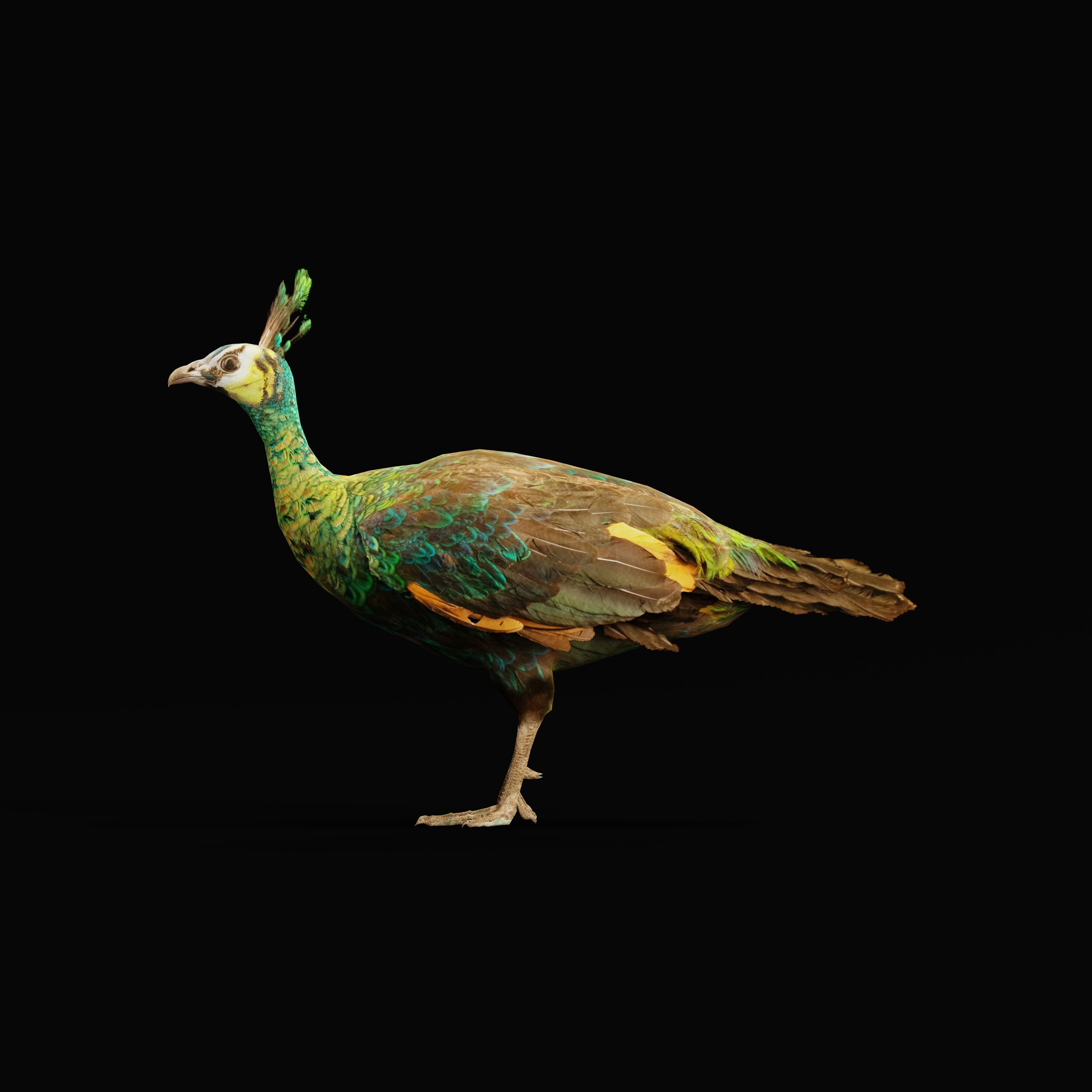 Green Peacock Bird Low-poly 3D model_30