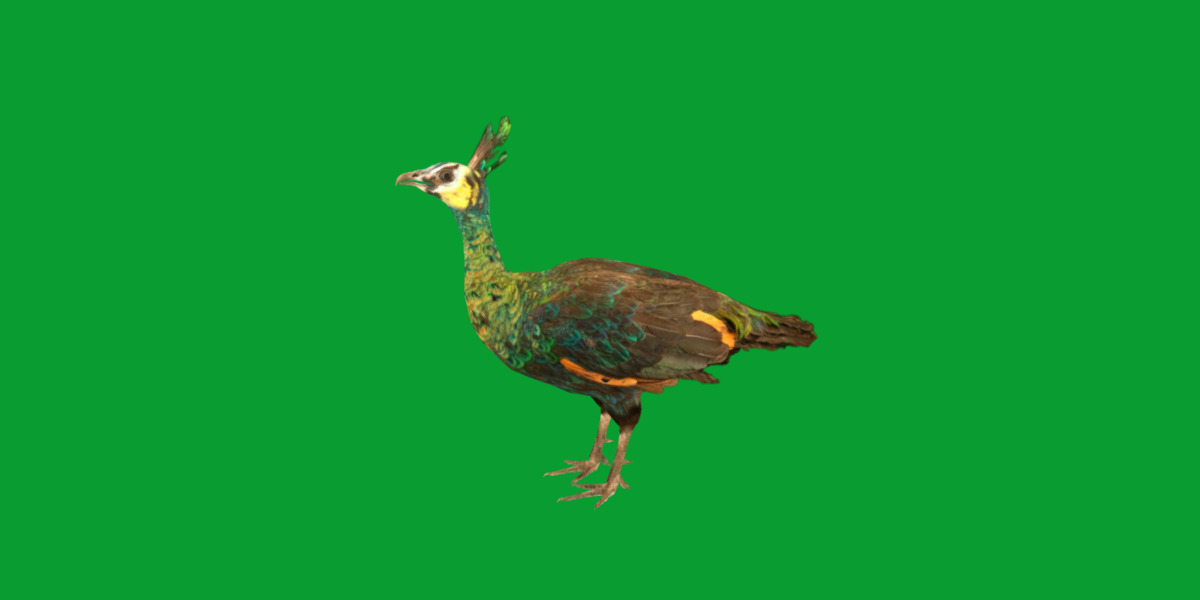 Green Peacock Bird Low-poly 3D model_19