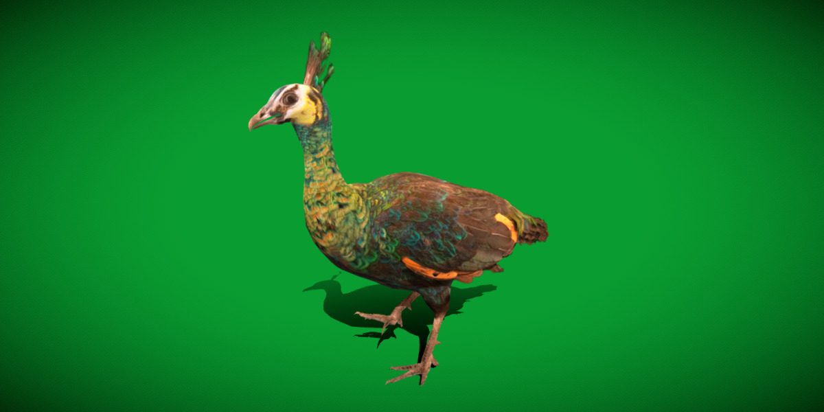 Green Peacock Bird Low-poly 3D model_5