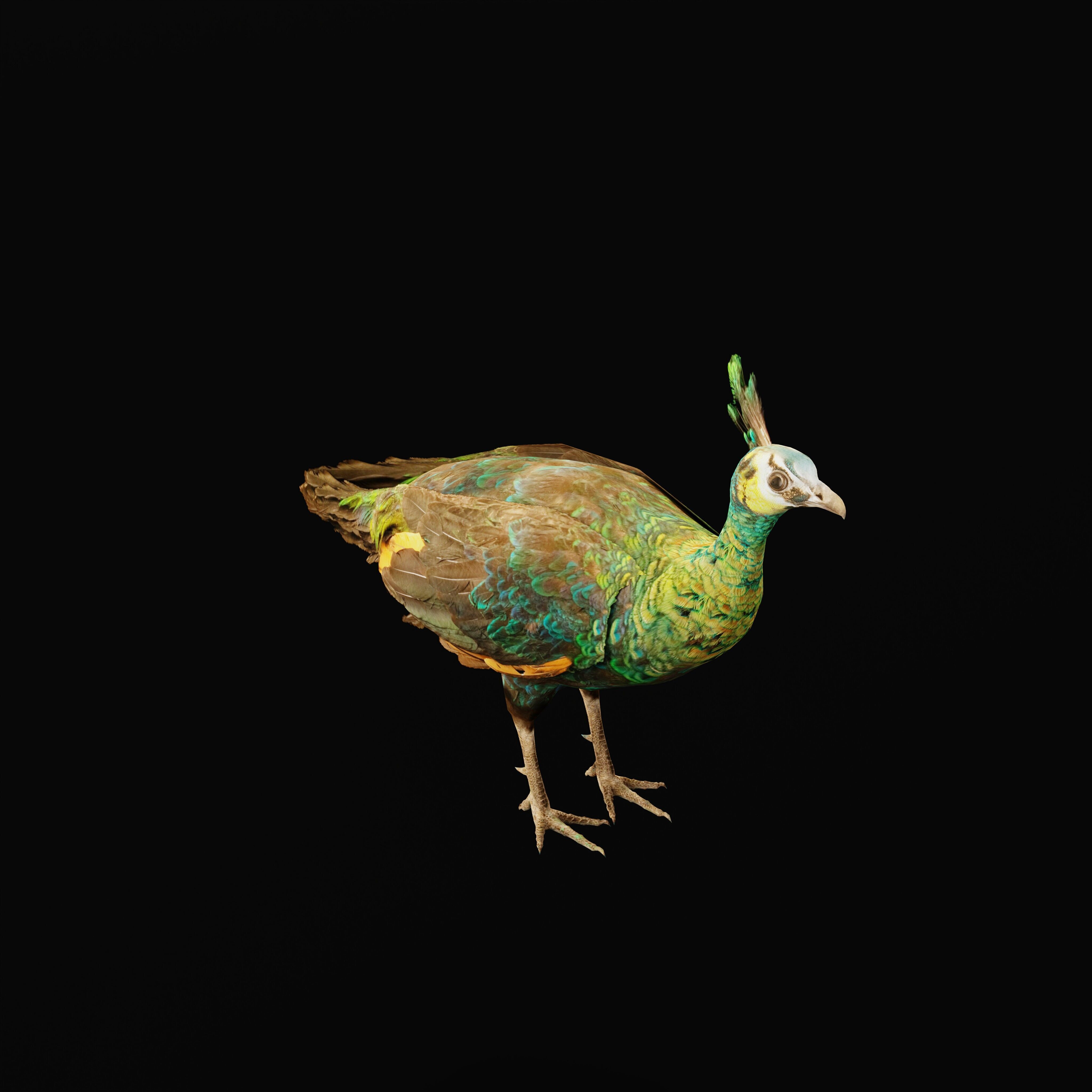 Green Peacock Bird Low-poly 3D model_34