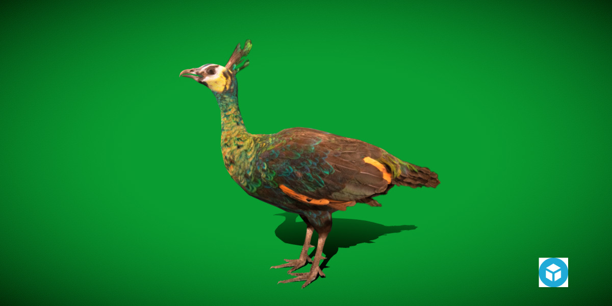 Green Peacock Bird Low-poly 3D model_3
