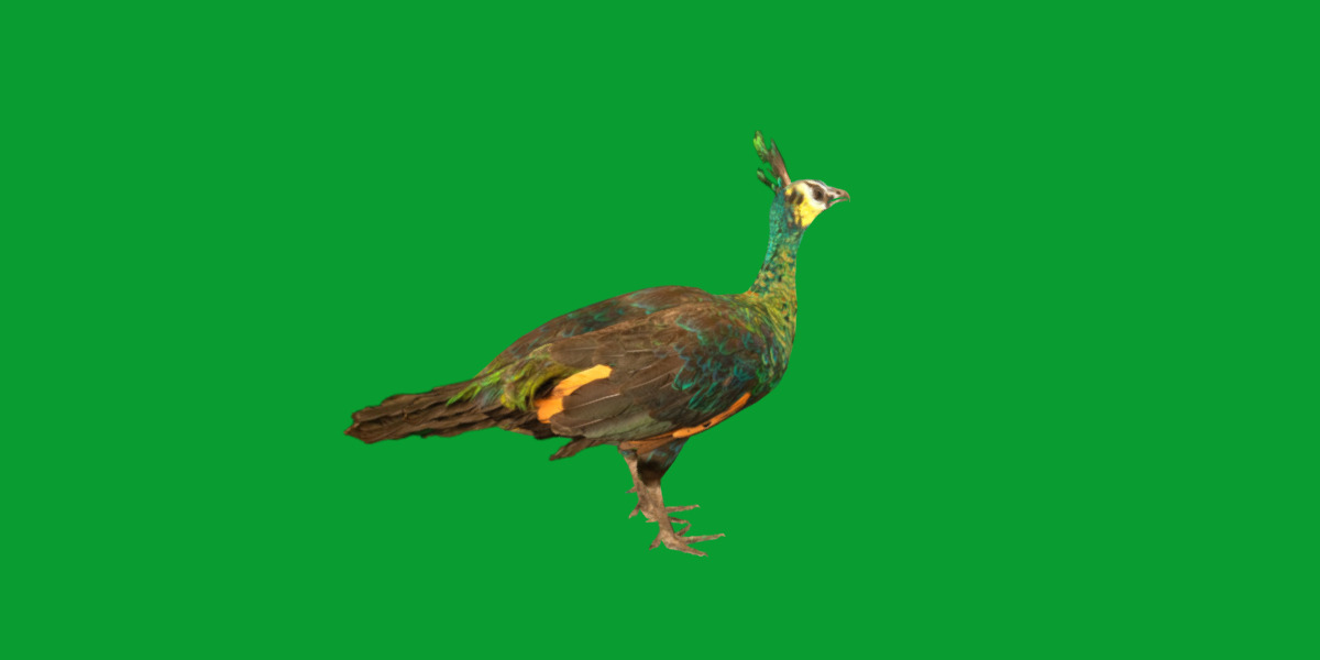 Green Peacock Bird Low-poly 3D model_18
