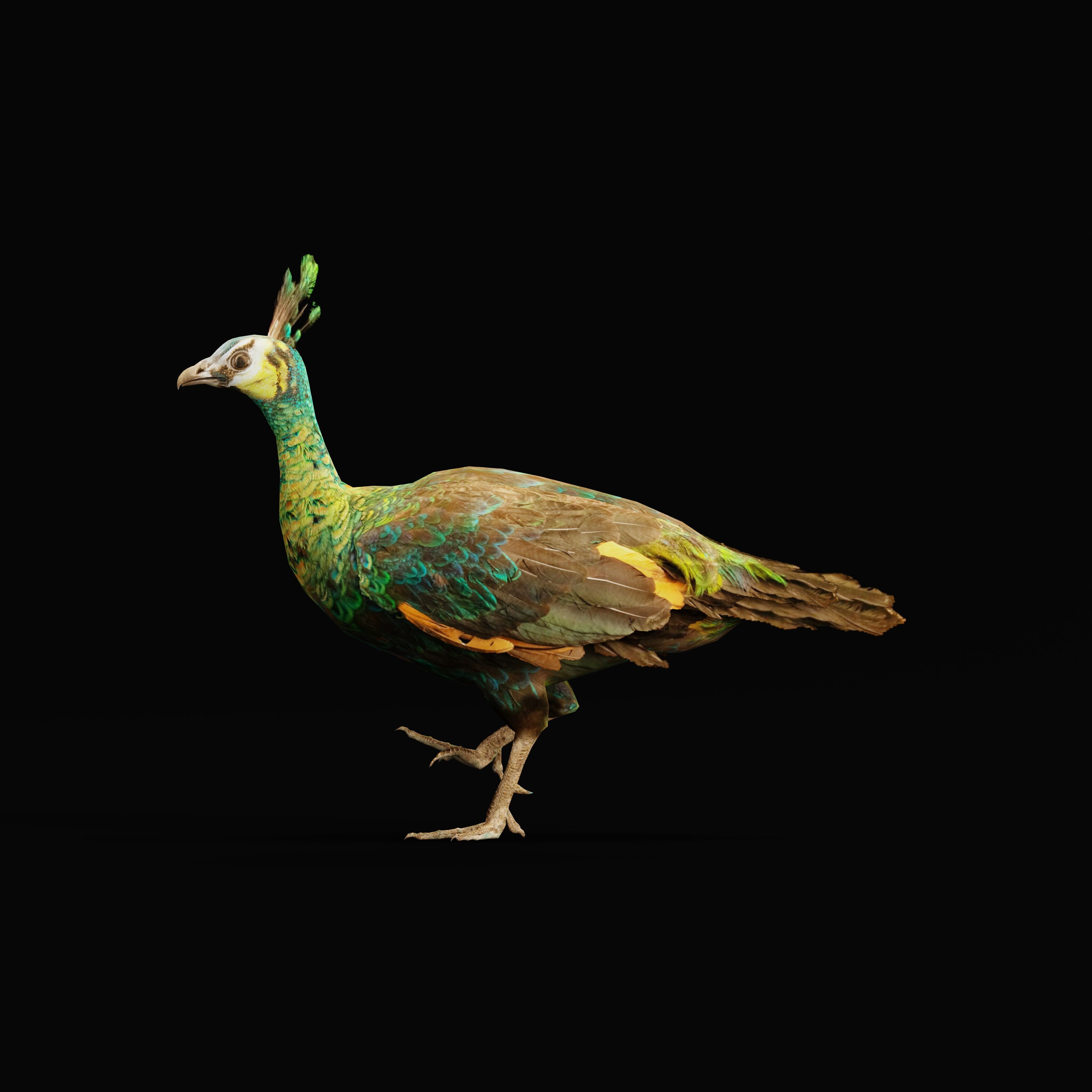 Green Peacock Bird Low-poly 3D model_29