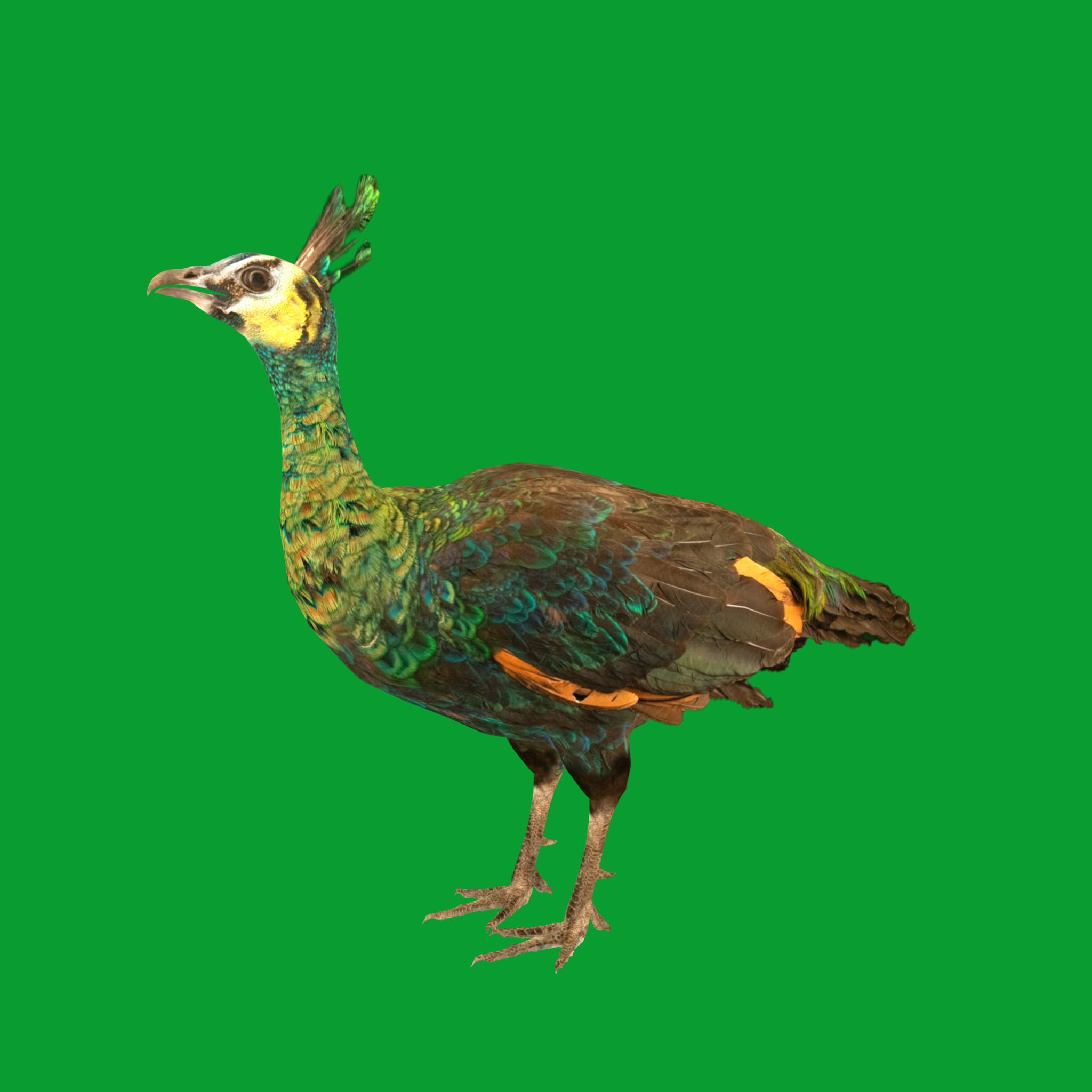 Green Peacock Bird Low-poly 3D model_21
