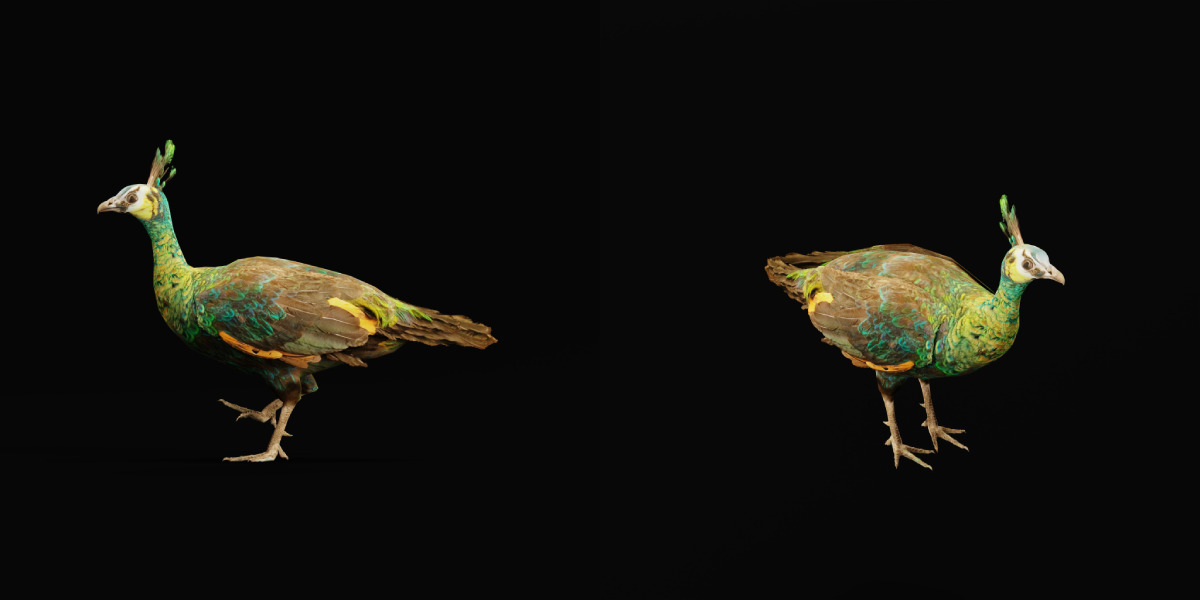 Green Peacock Bird Low-poly 3D model_27