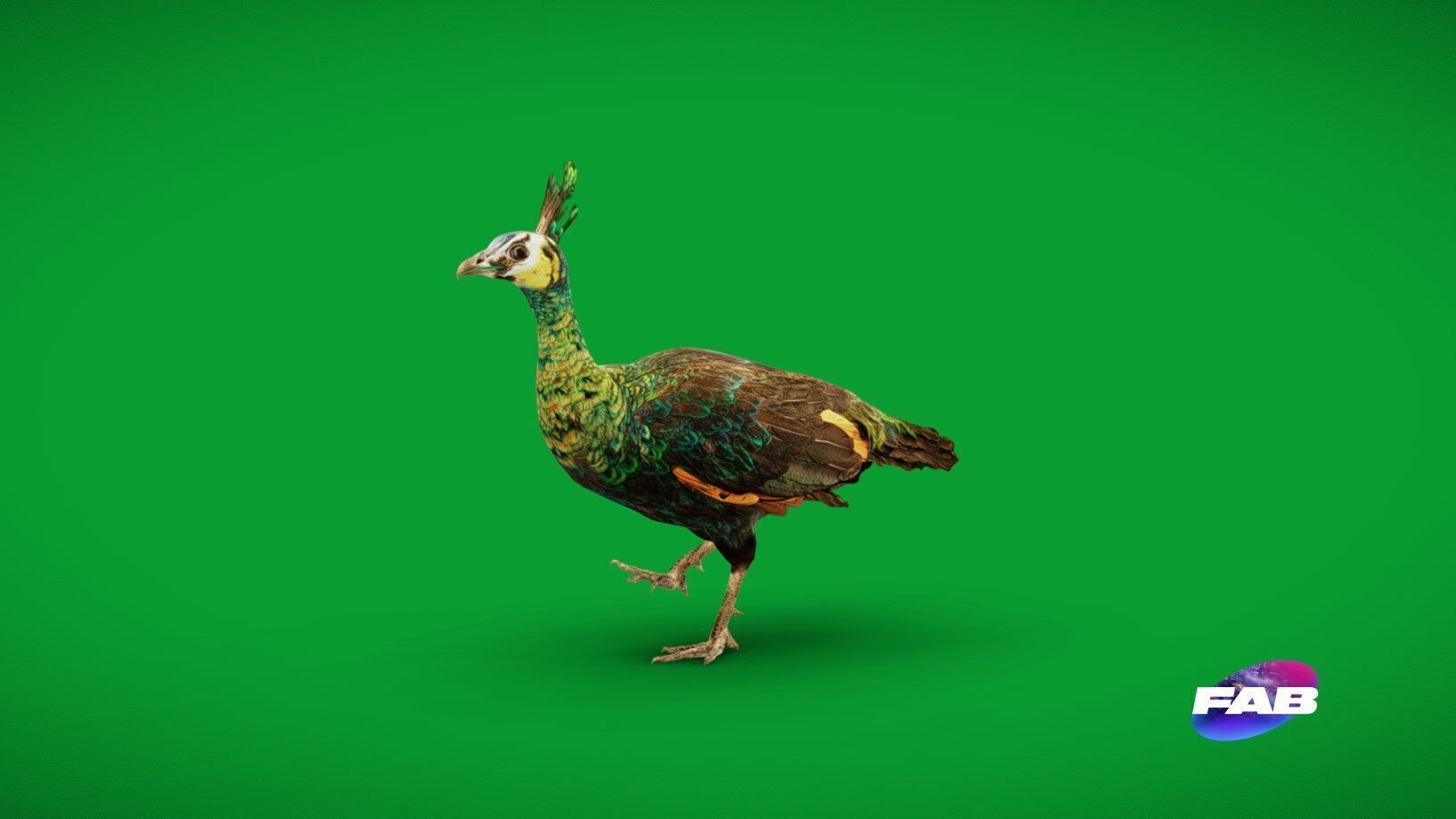 Green Peacock Bird Low-poly 3D model_2