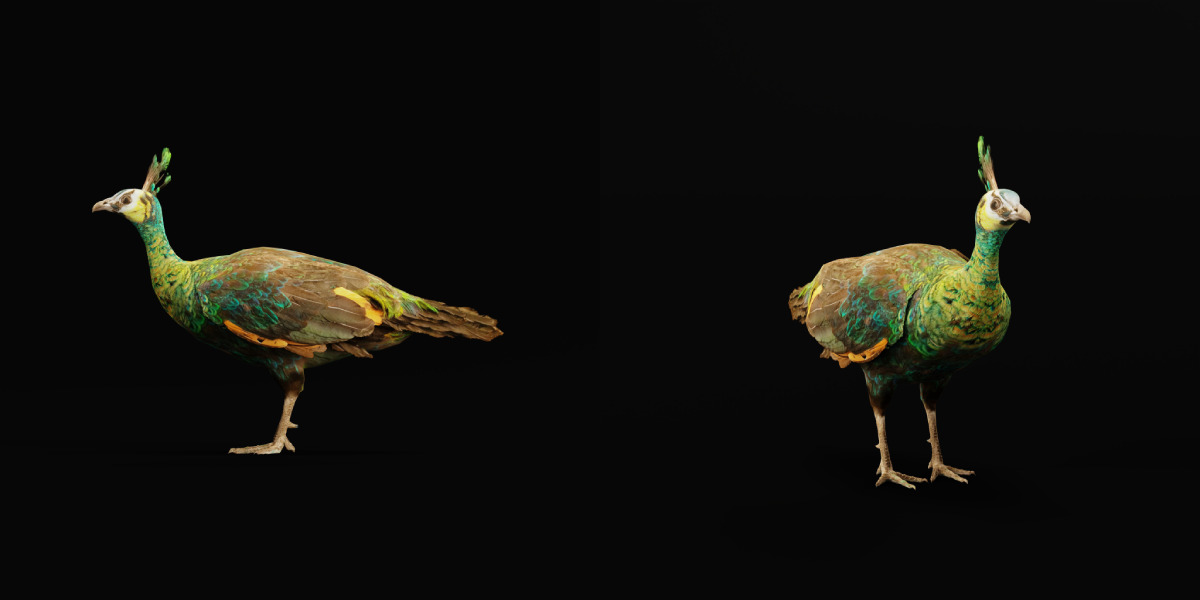 Green Peacock Bird Low-poly 3D model_16