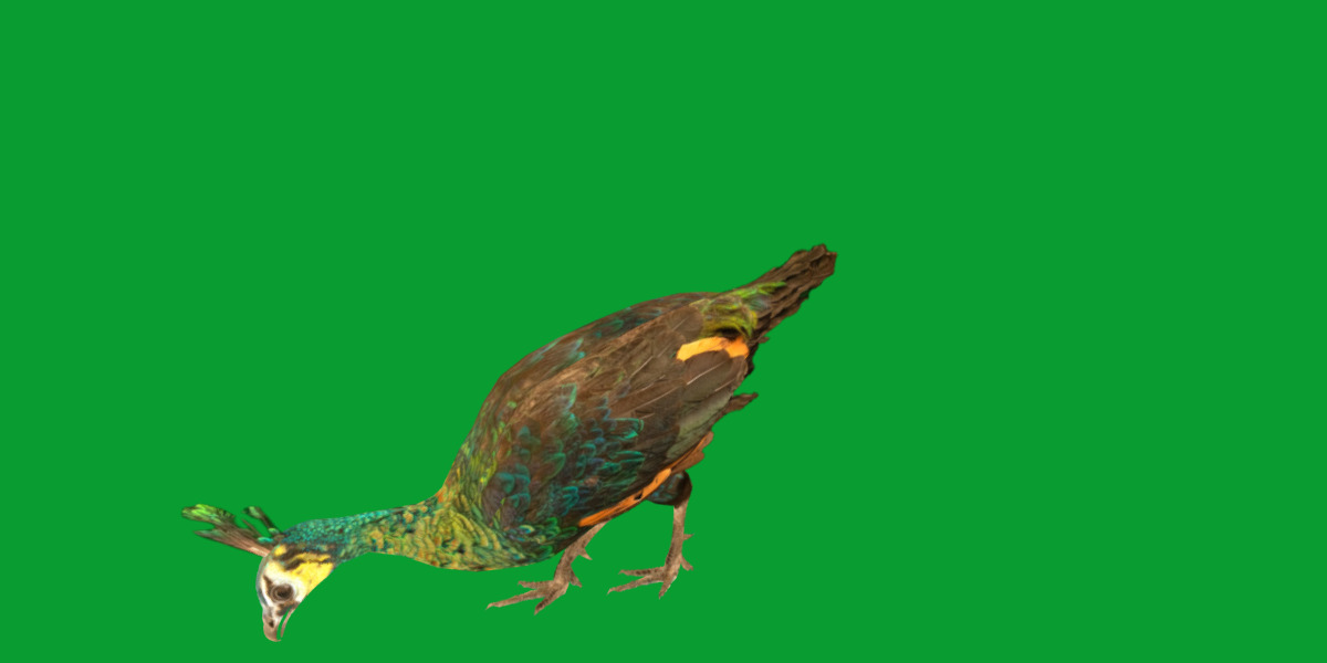 Green Peacock Bird Low-poly 3D model_25