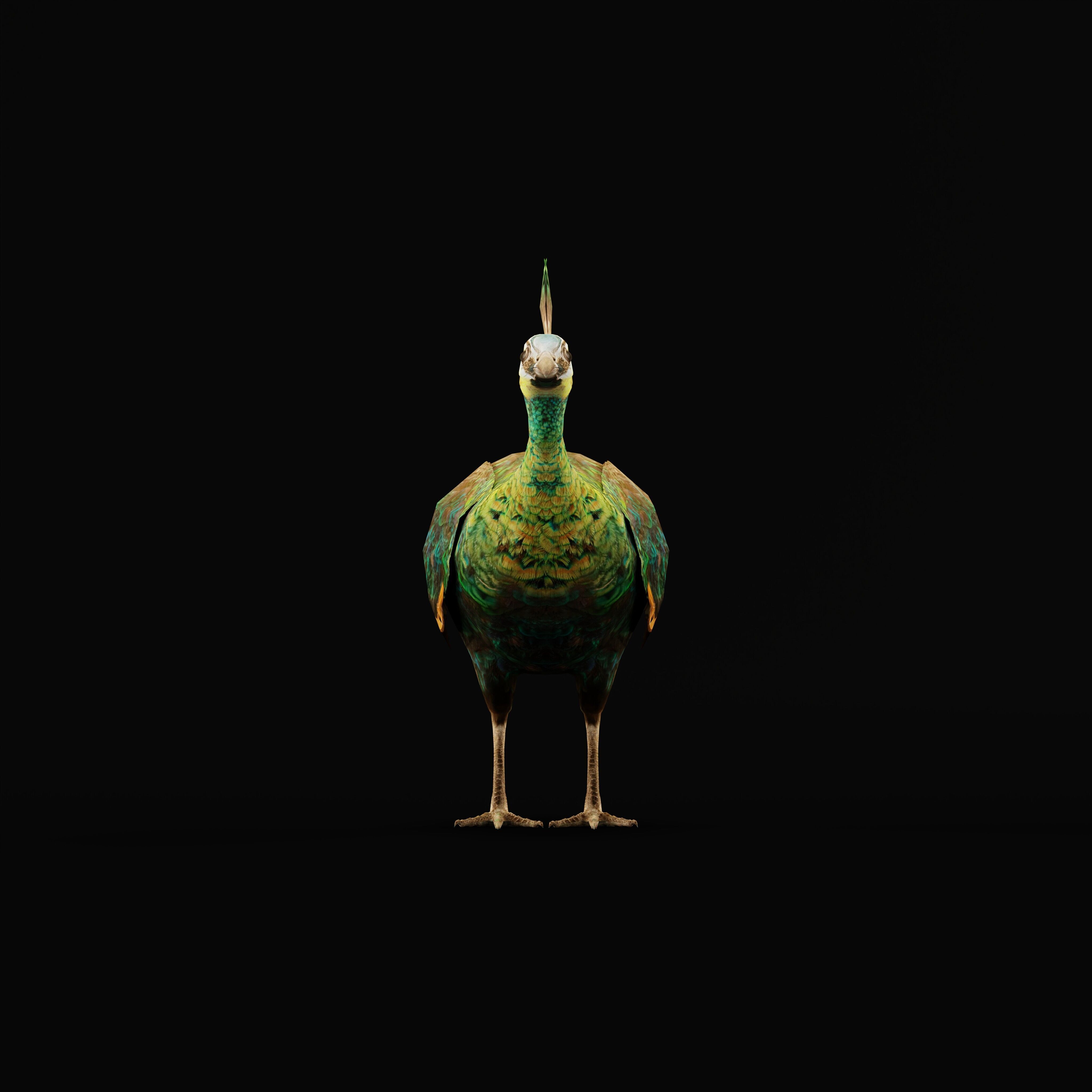 Green Peacock Bird Low-poly 3D model_33