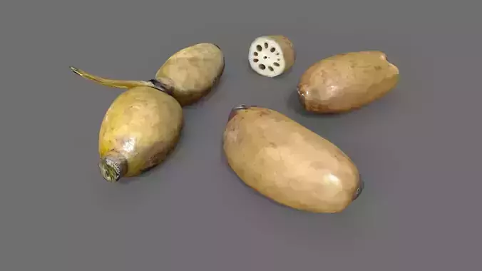 Lotus Root Low-poly 3D model