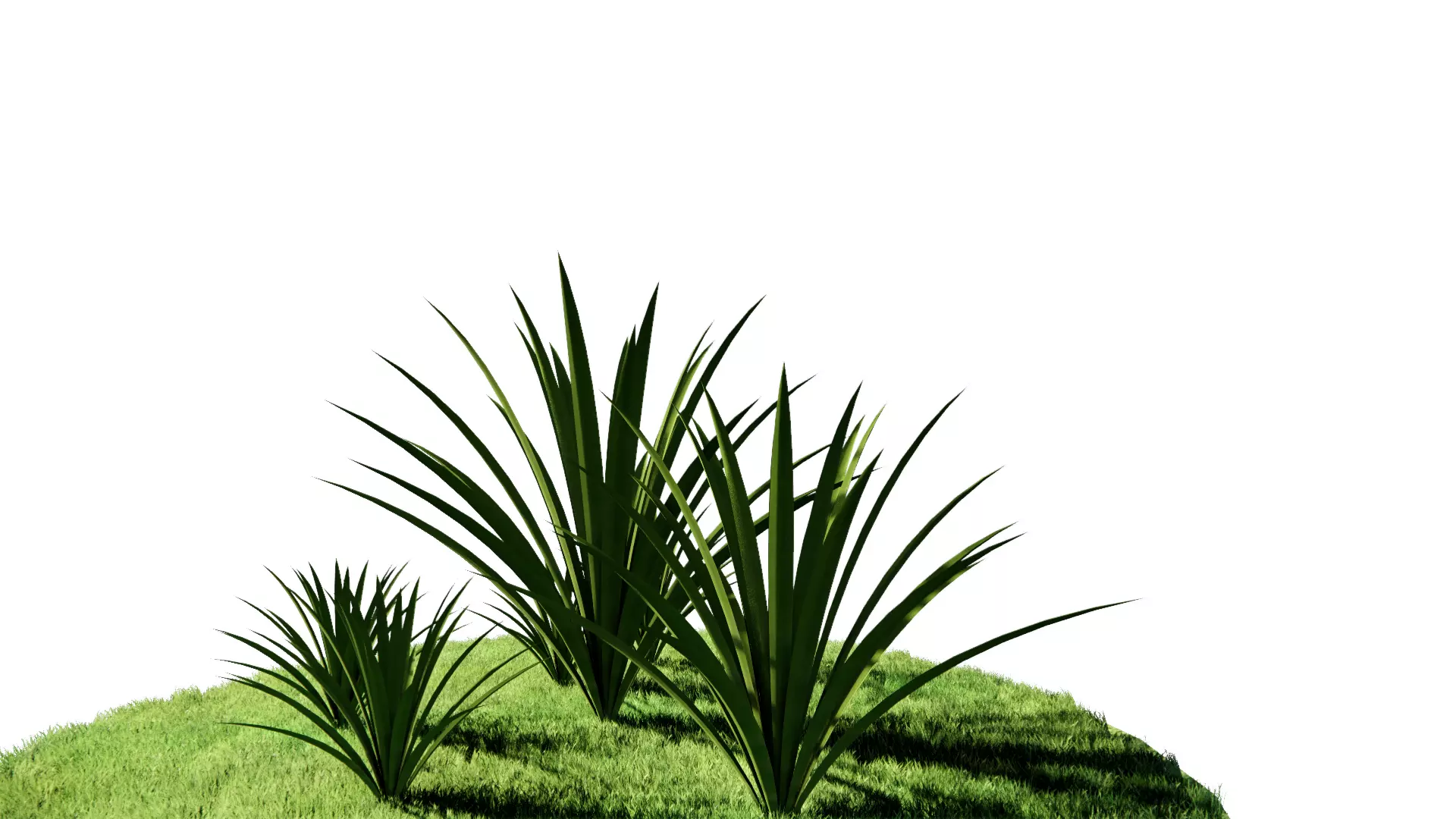 grass plants Free 3D model