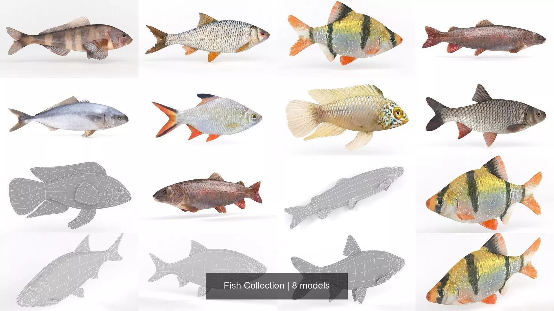 Fish Collection _0