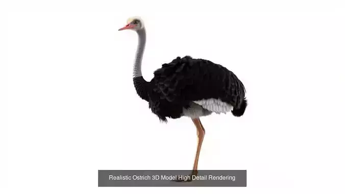 Wild Birds  set of 14  models 3D Model Collection