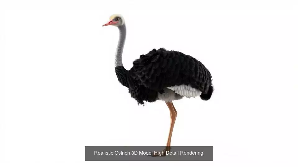 Wild Birds  set of 14  models 3D Model Collection_0