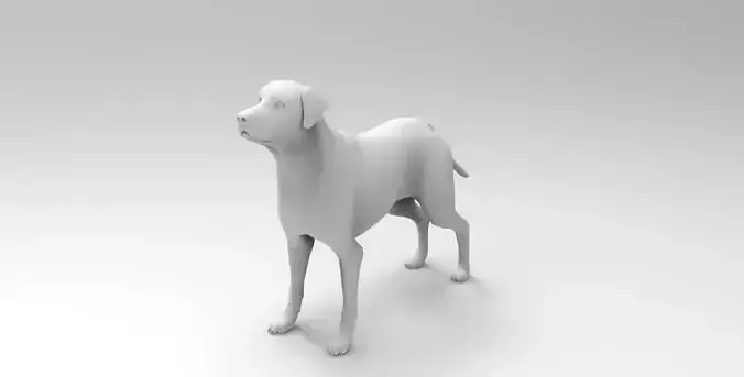 dog 4