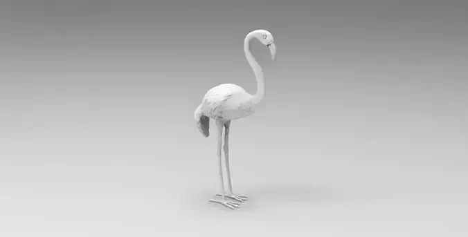 flamingo
