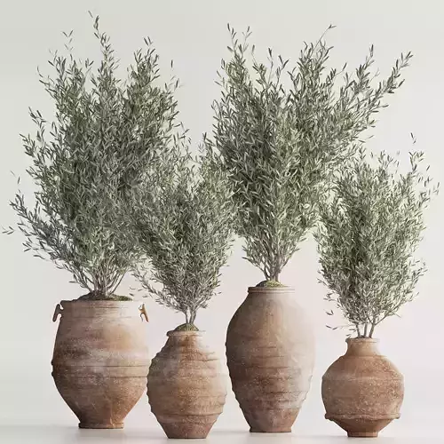 Olive Tree In Antique Pottery And Indoor Plant Set 86