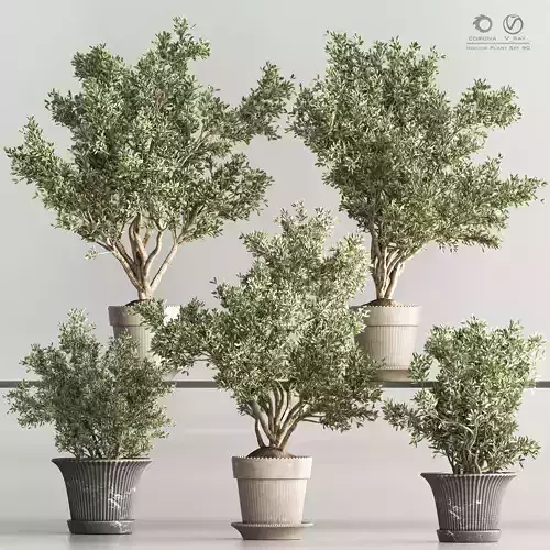 Indoor Plant Set 90