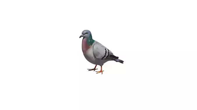 pigeon 3D Model