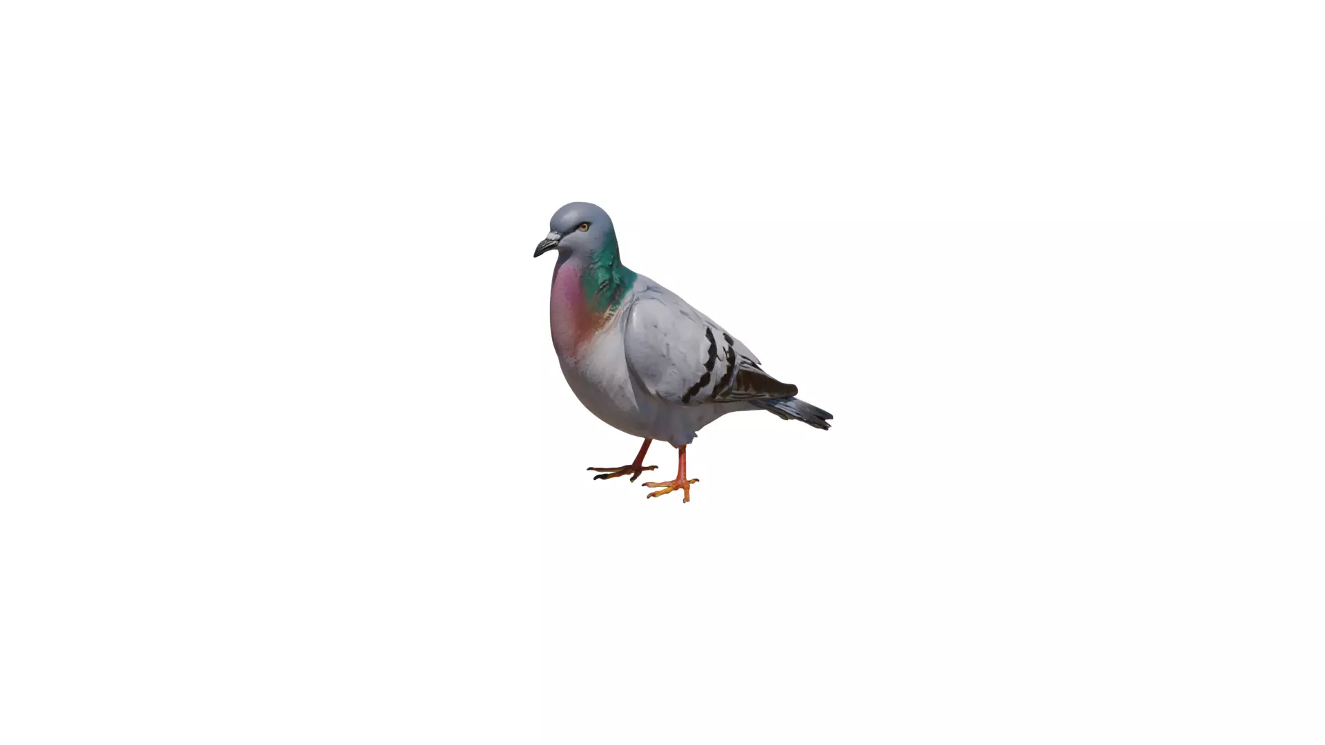 pigeon 3D Model Low-poly 3D model