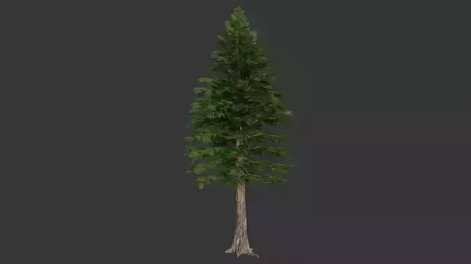 cedar tree