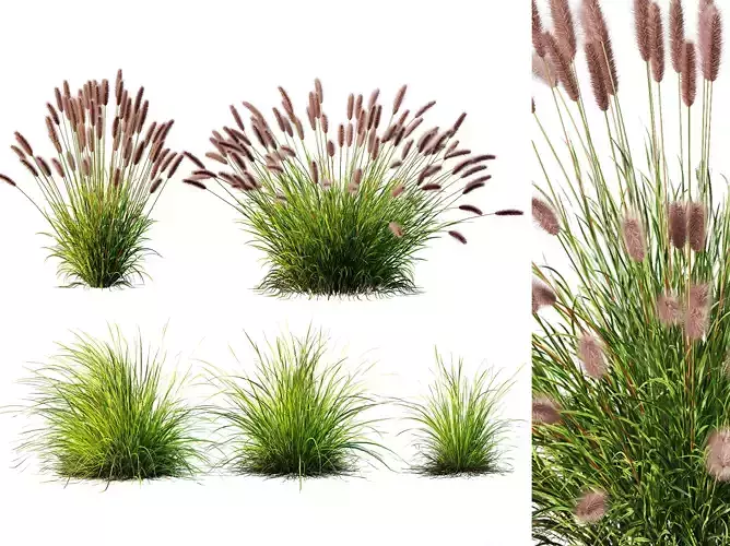 AV 6 different grasses Pennisetum and Aurea Grass Version2 3D model
