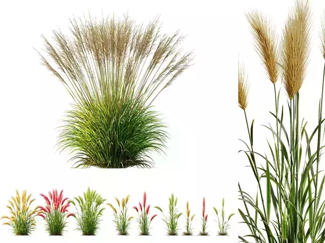 AV 11 different Grasses 3D model