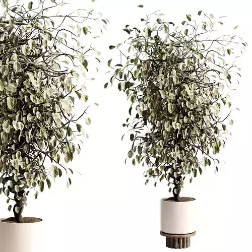 Ficus benjamina Tree in a Ceramic pot - set indoor plant 595 3D model