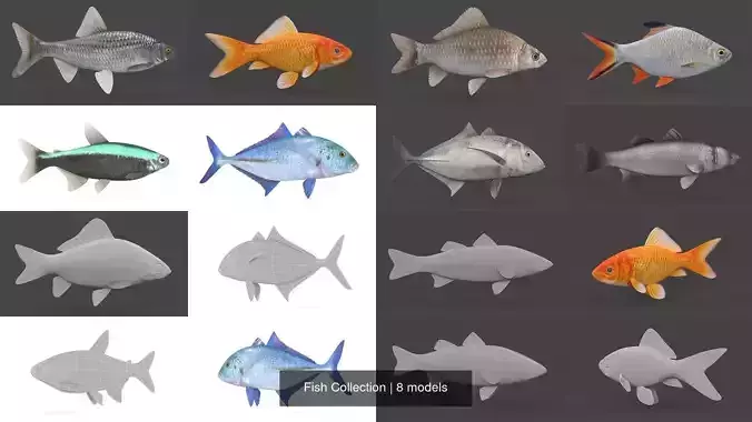 Fish Collection 