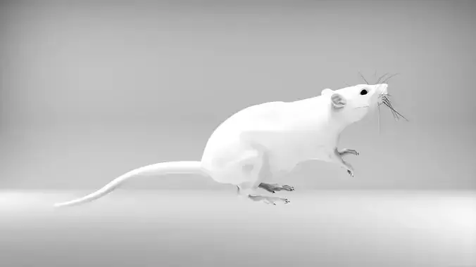 mouse