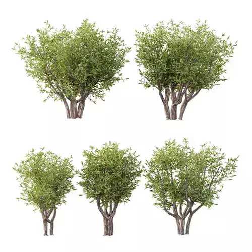 Sweet Viburnum Plant04