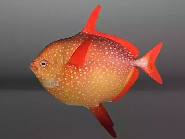 Lampris guttatus Fish