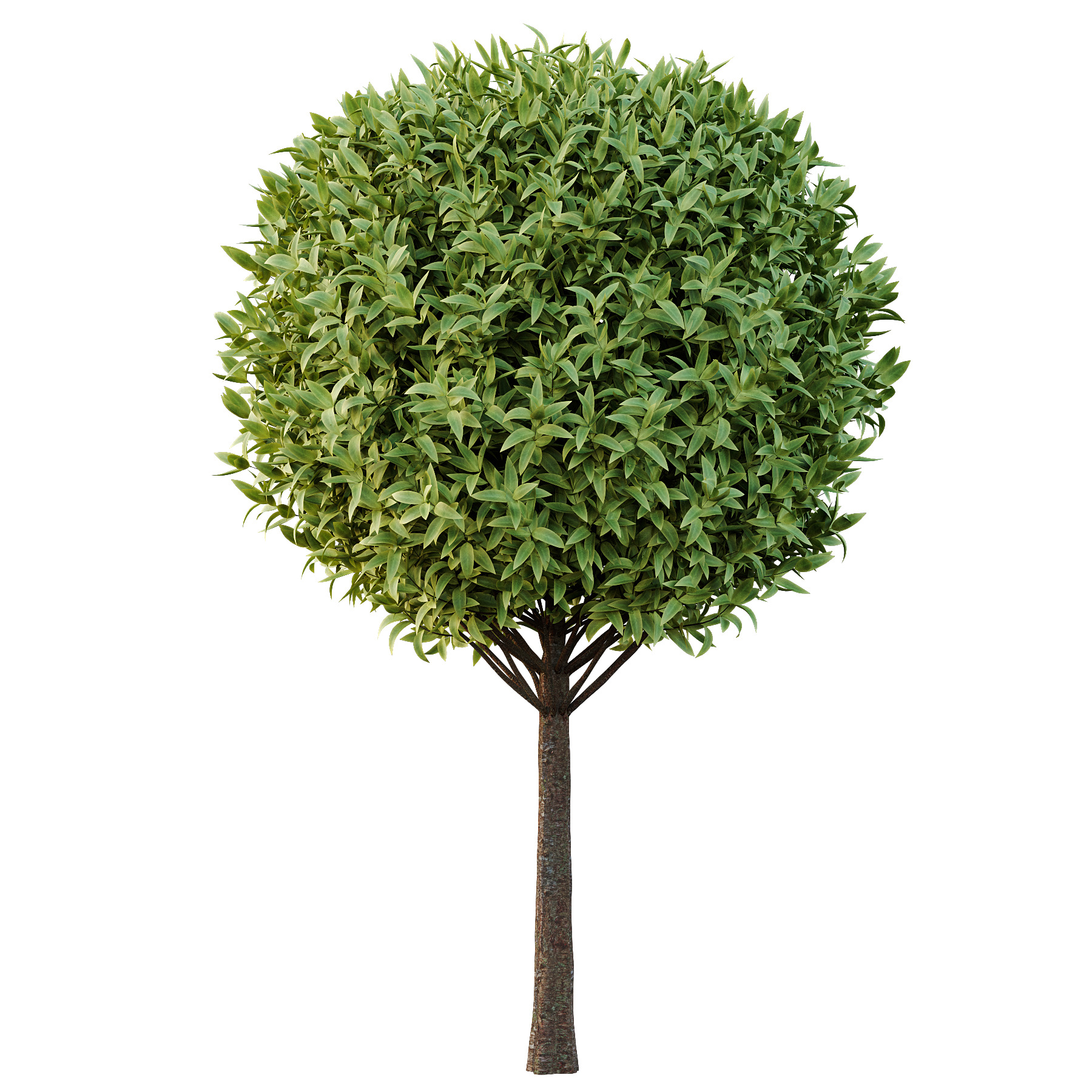 Sweet Viburnum Plant03 3D model_2