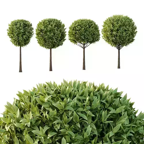 Sweet Viburnum Plant03 3D model