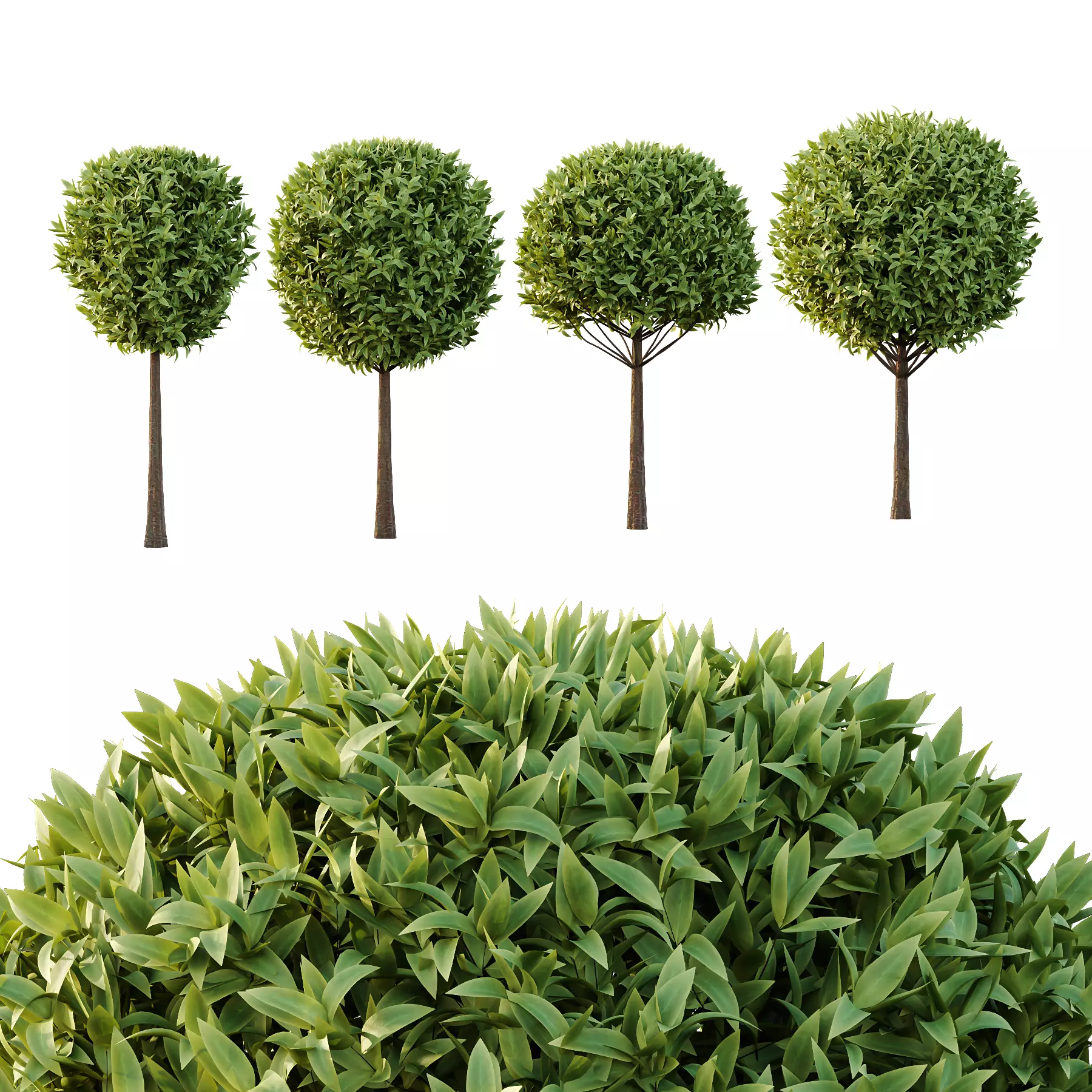 Sweet Viburnum Plant03 3D model_0