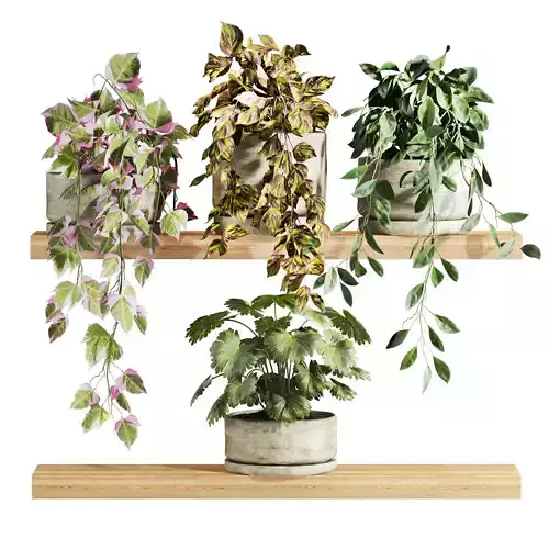 Plants Set