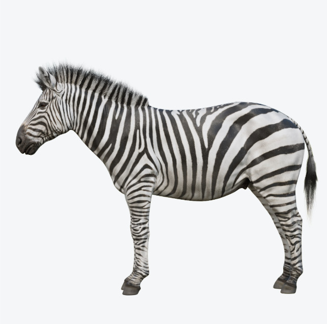 zebra model not animated Low-poly 3D model_1