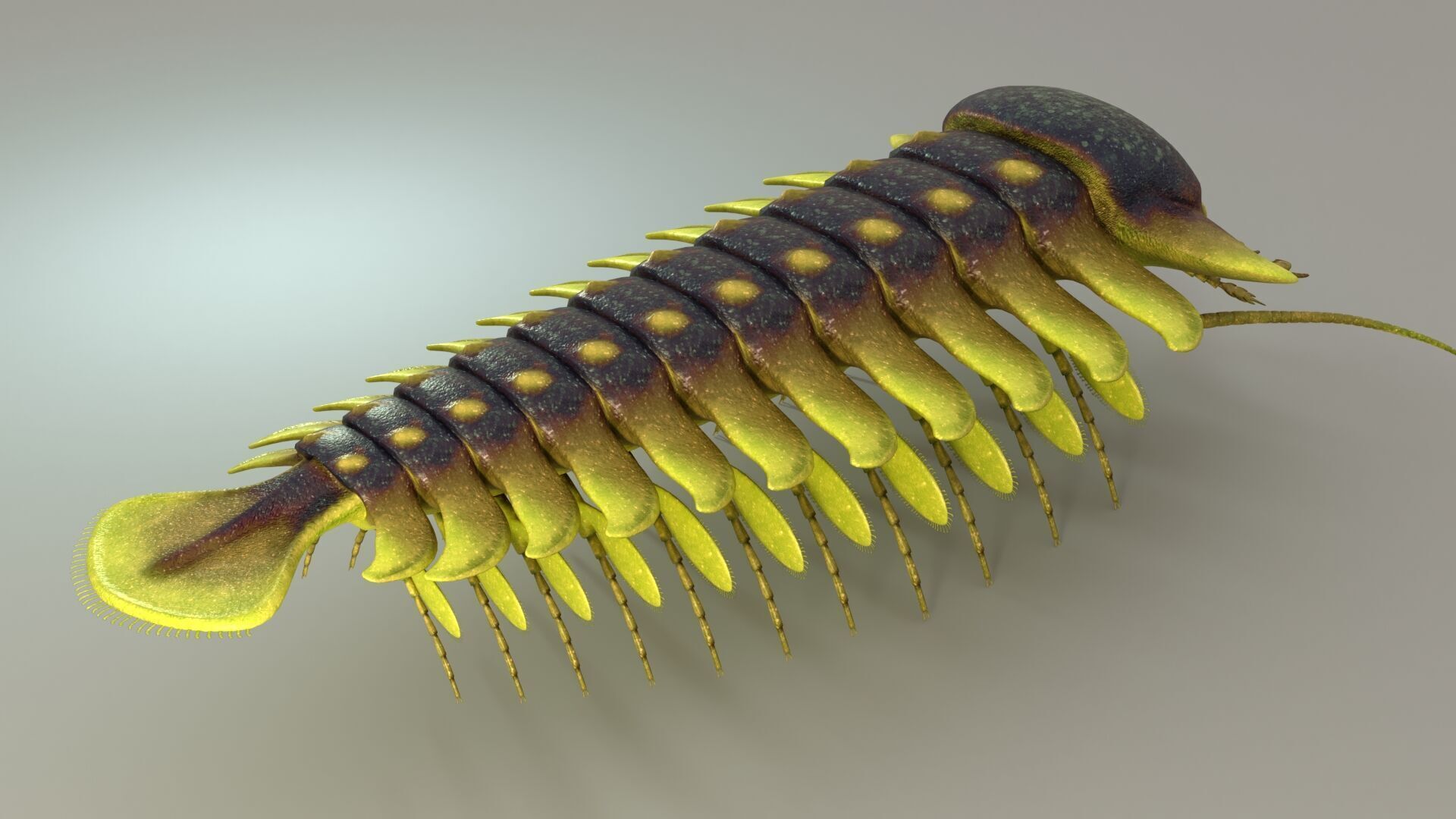 Sanctacaris 3D model_1