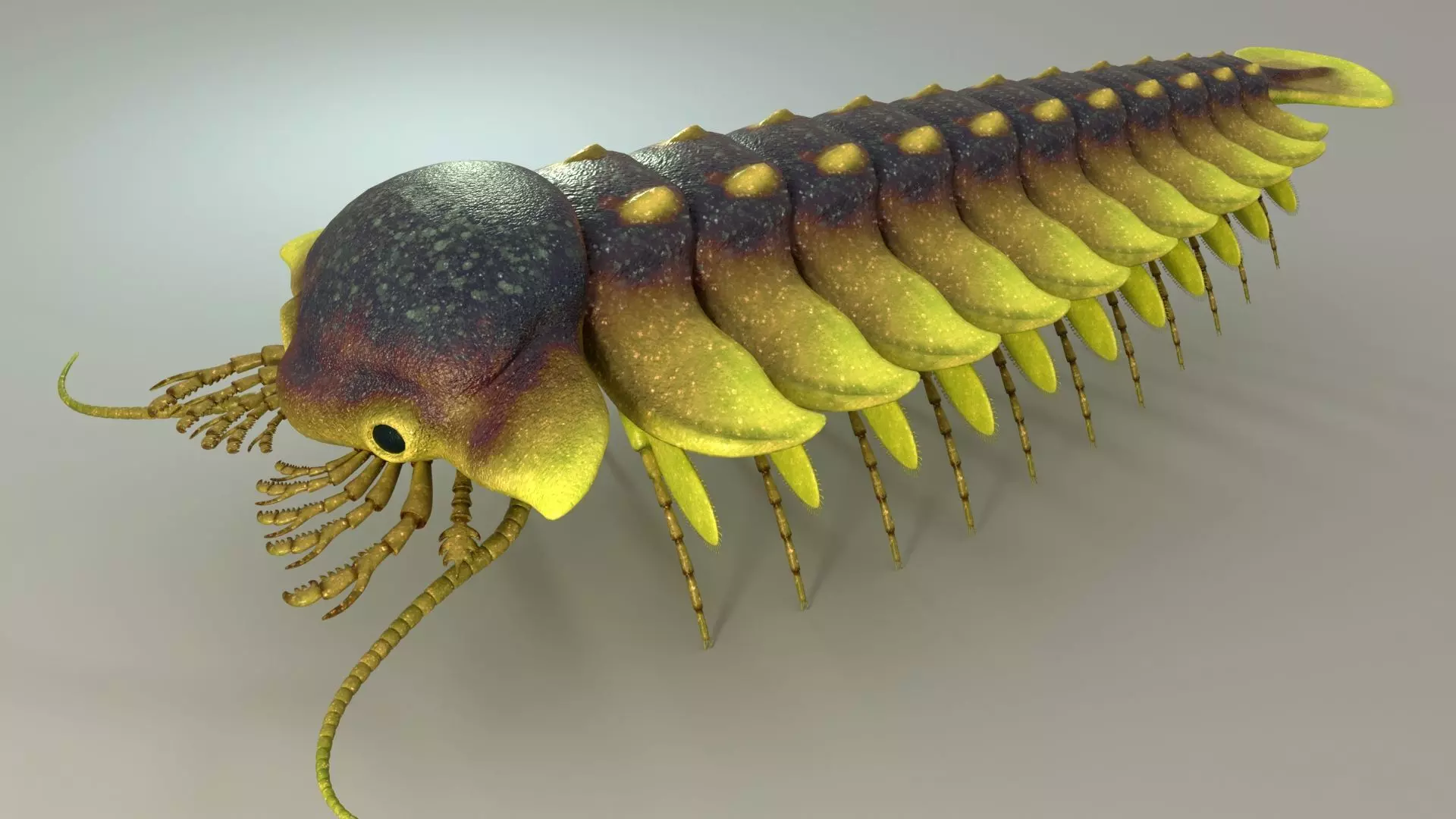 Sanctacaris 3D model_0