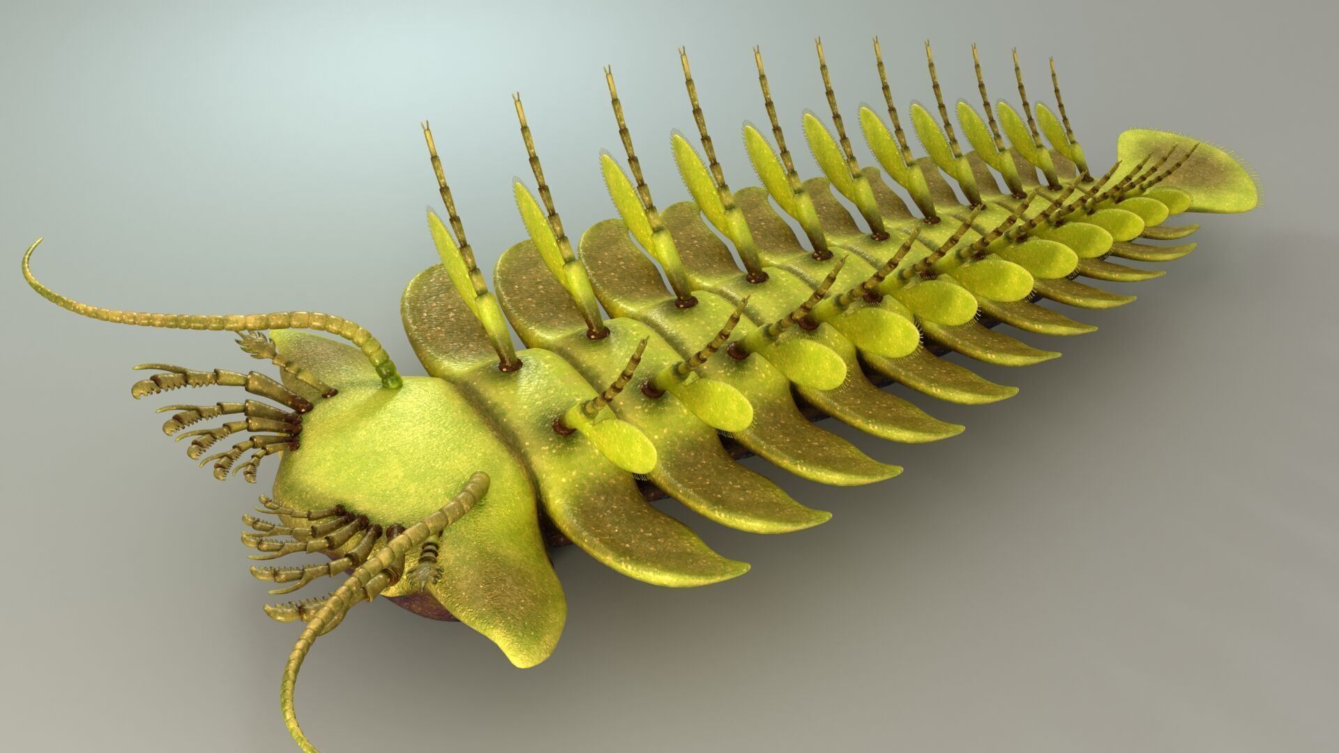 Sanctacaris 3D model_3