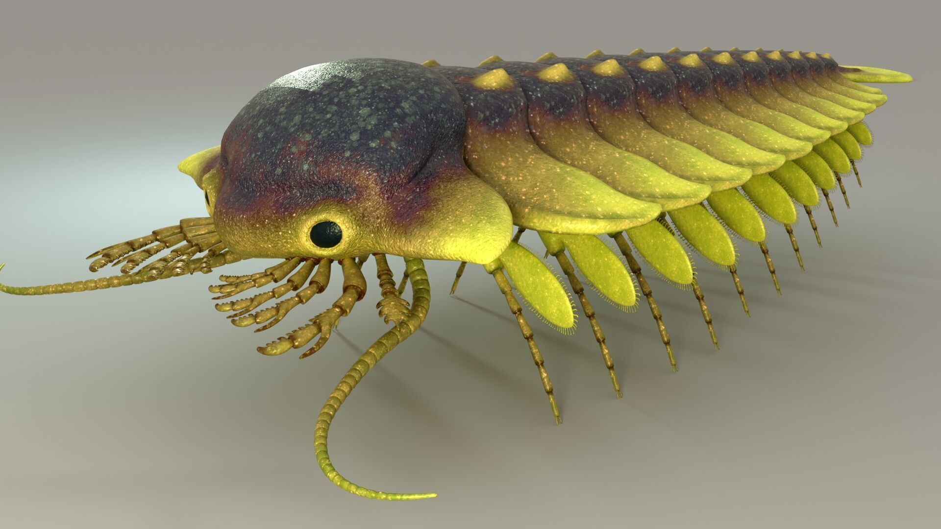 Sanctacaris 3D model_2