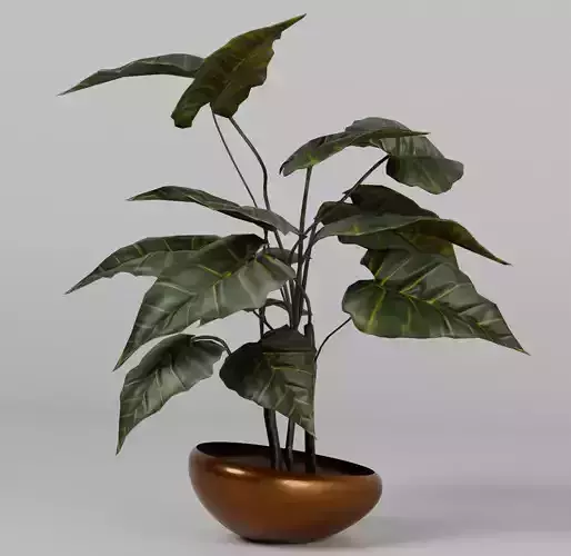 Potted plant Taro