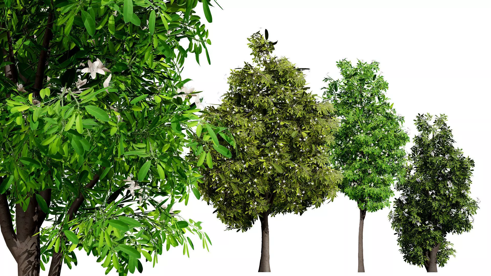Australian Lemon Myrtle Tree 3D Model Low-poly 3D model_0