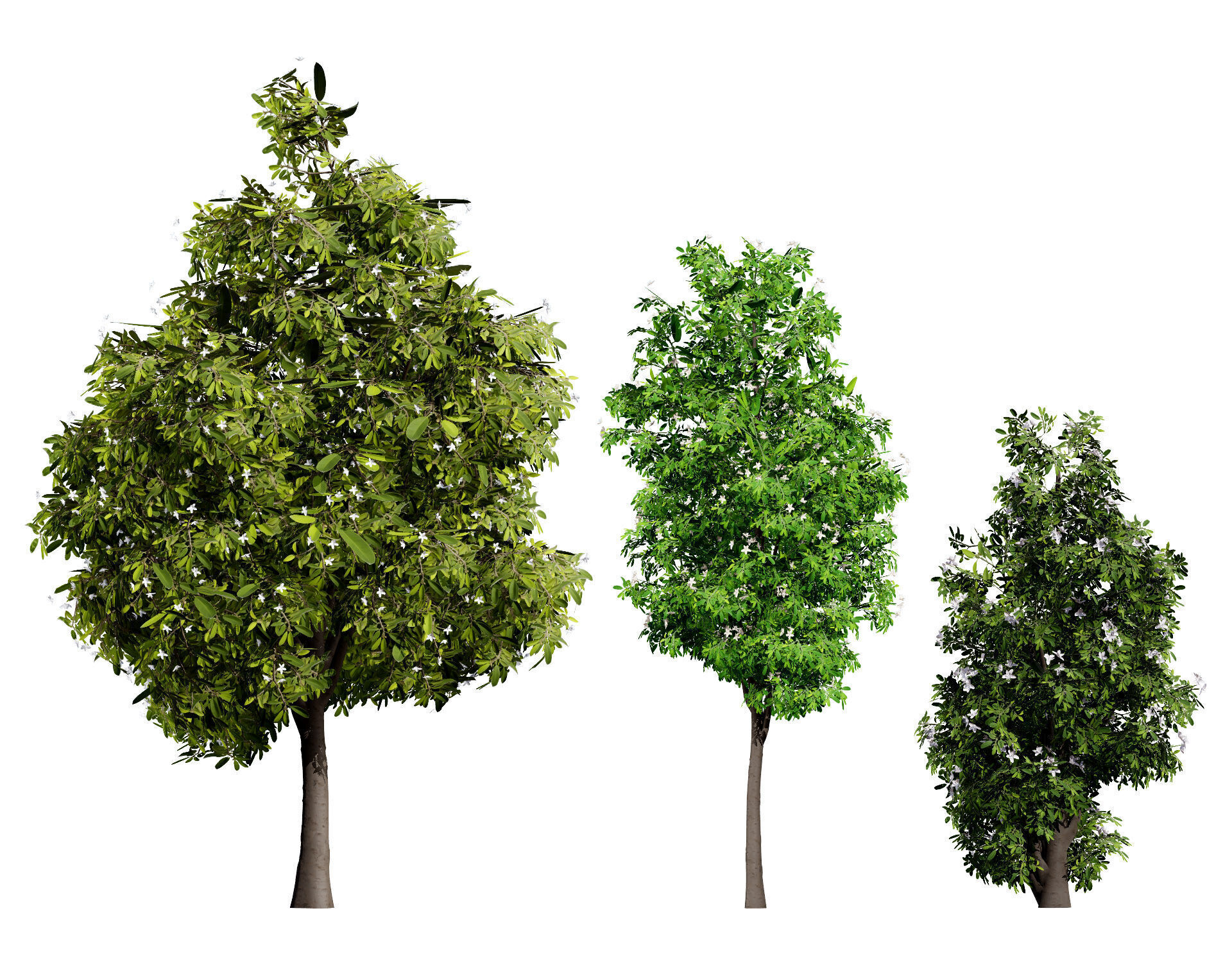 Australian Lemon Myrtle Tree 3D Model Low-poly 3D model_1