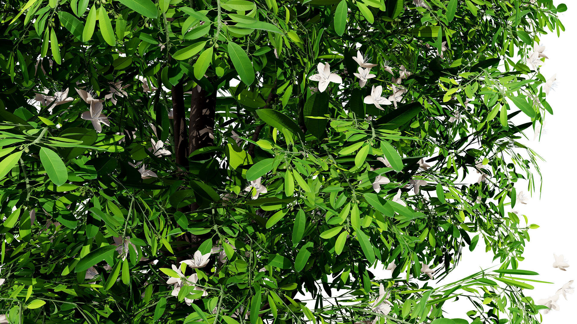 Australian Lemon Myrtle Tree 3D Model Low-poly 3D model_4