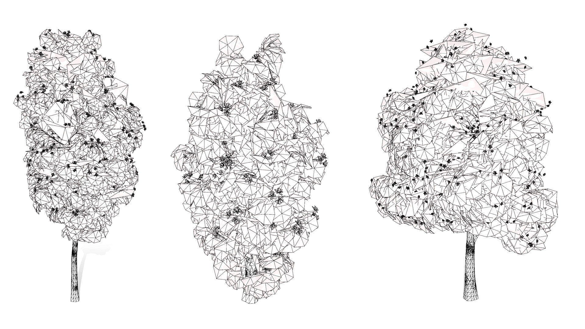 Australian Lemon Myrtle Tree 3D Model Low-poly 3D model_11