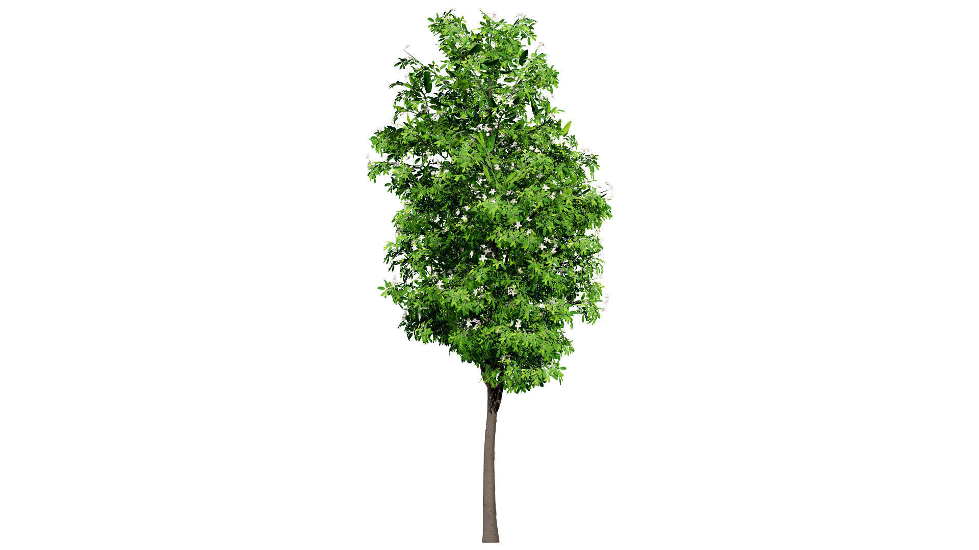 Australian Lemon Myrtle Tree 3D Model Low-poly 3D model_3