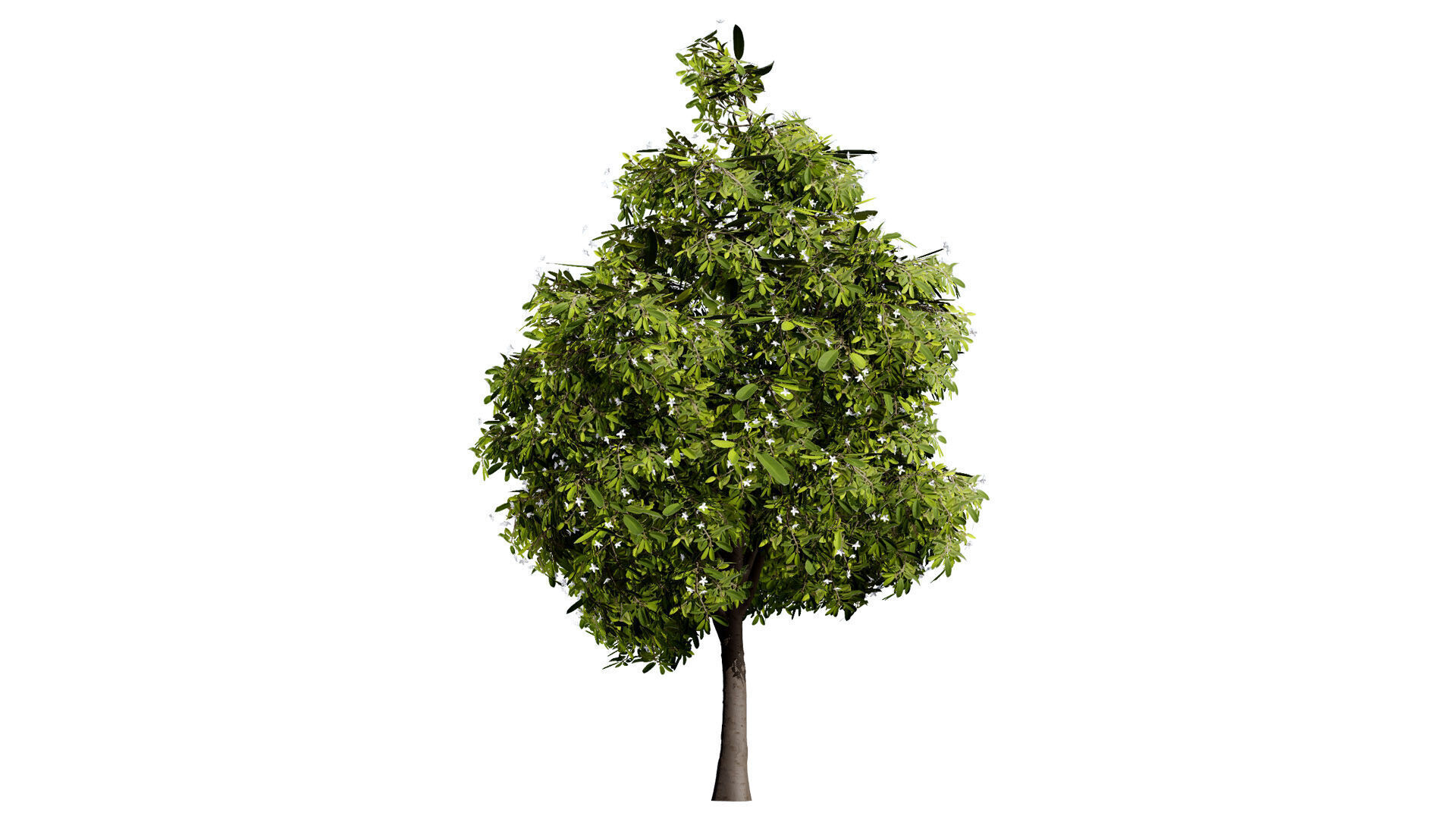Australian Lemon Myrtle Tree 3D Model Low-poly 3D model_2
