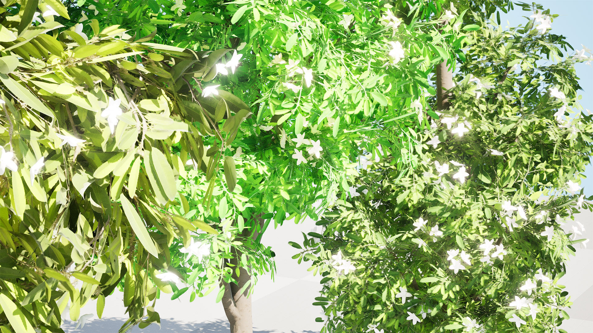 Australian Lemon Myrtle Tree 3D Model Low-poly 3D model_10