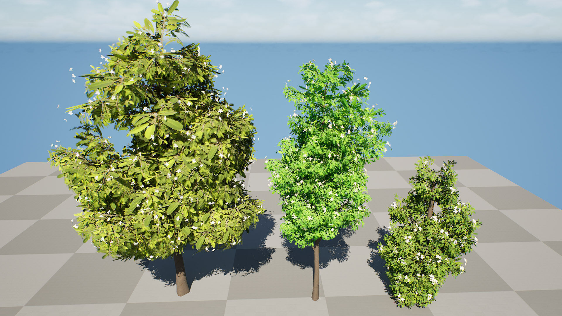 Australian Lemon Myrtle Tree 3D Model Low-poly 3D model_9